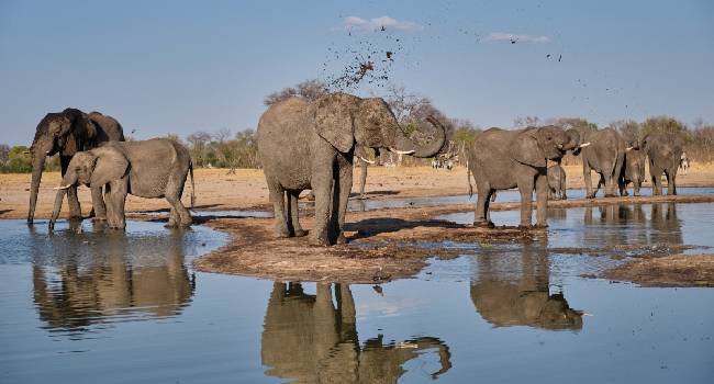 Tech Tracking To Tackle Human-Wildlife Conflict In Zimbabwe